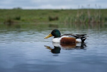 Male northern shoveler duck swimming in calm water with a green grassy bank in the background