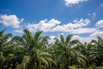 Obraz premium Green palm oil plantation trees under a bright sunny blue sky with scattered white clouds