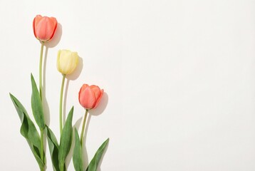 Fototapeta premium Coral and pale yellow tulips arranged vertically in flat lay composition
