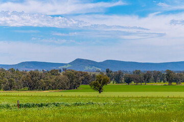 Fototapeta premium Fields and pastures around the Cowra region in Spring