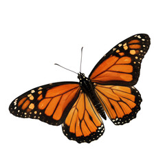 Spectacular monarch butterfly with vibrant orange wings isolated on black background