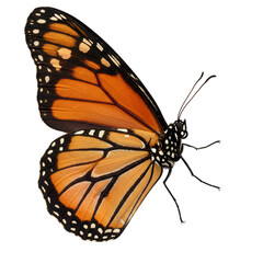 Fototapeta premium Closeup of a monarch butterfly wingspan against a black background