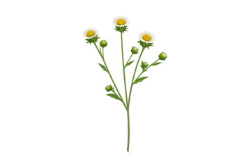 Delicate yellow wild chamomile blooming plant branch with green buds and stem, transparent background