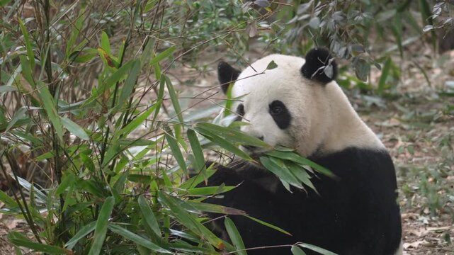 Panda eats bamboo in the forest, giant panda feeding on green bamboo, wildlife animal in natural habitat, China nature, cute panda close up