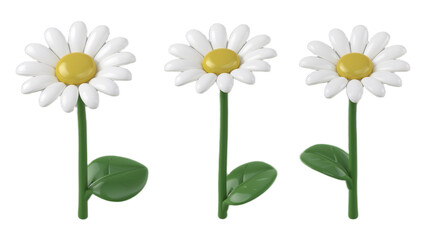 Three white daisy flowers with yellow centers and green stems and leaves, studio shot, isolated on white background
