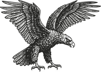 Fototapeta premium Detailed black and white illustration of an eagle flying with spread wings and sharp claws