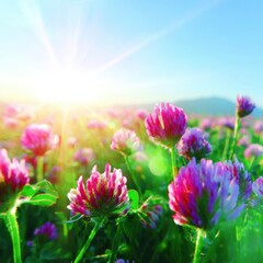 Fototapeta premium Wild Clover blooming in sunset field blooming in a summer countryside landscape, featuring warm golden light and pink flowers for nature marketing background