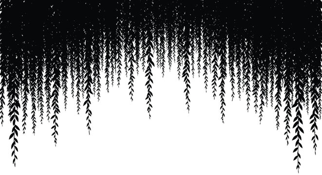 Dense curtain of willow tree branches with small leaves hanging down in a black silhouette, creating a natural border or textured background.