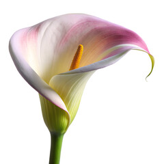 calla flower	