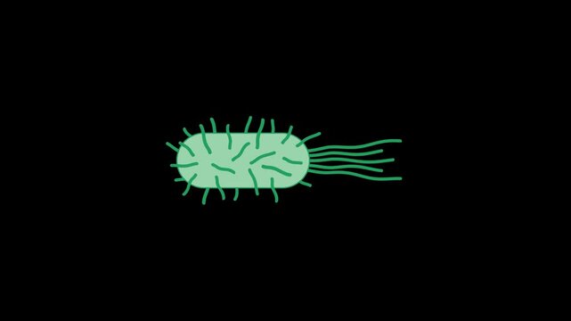 Escherichia Coli (E. coli) bacteria cell with flagella animation on transparent background