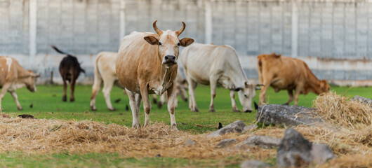 Obraz premium Brown cow standing in grassy field with grazing herd, rural farm scene with hay and fence, calm pastoral atmosphere