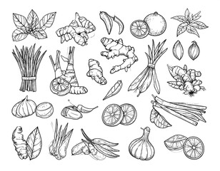 Black and white illustration of various aromatic culinary herbs and spices