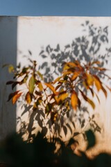 Fototapeta premium Blurred Plant Shadows Casting on white Wall Background for Summer Product Display and Minimalist Abstract Design with Natural Sunlight and Soft Sage Tones