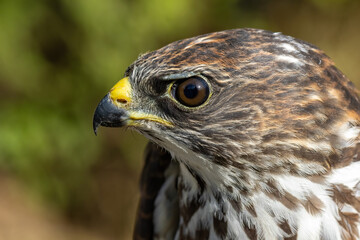 Common Buzzard in natural habitat