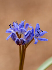 Alpine Squill (Scilla bifolia) in early spring forest