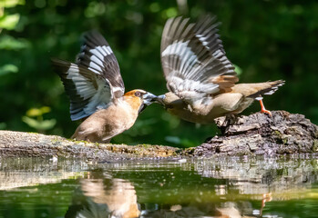 Adult Hawfinch sitting on the edge of water