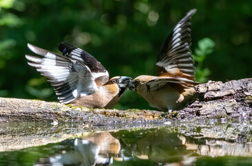 Adult Hawfinch sitting on the edge of water