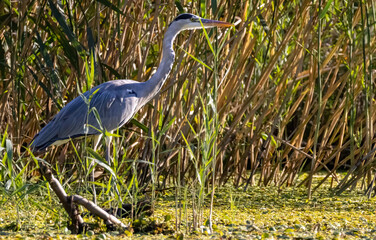 Grey Heron (Ardea cinerea) in natural habitat