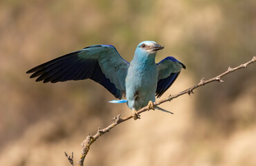 European roller (Coracias garrulus) sitting on a branch