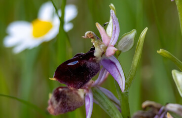 Horseshoe Orchid (Ophrys ferrum-equinum) in natural habitat