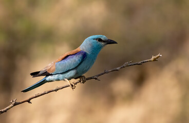 European roller (Coracias garrulus) sitting on a branch