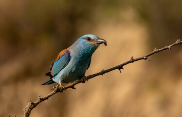 European roller (Coracias garrulus) sitting on a branch