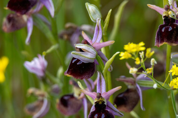 Horseshoe Orchid (Ophrys ferrum-equinum) in natural habitat