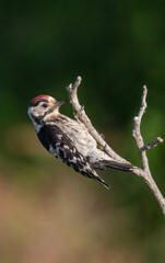 Lesser spotted Woodpecker (Dryobates minor) in a natural habitat