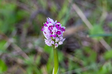 Wild flower Monkey Orchid (Orchis simia) in natural habitat