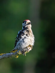 Lesser spotted Woodpecker (Dryobates minor) in a natural habitat