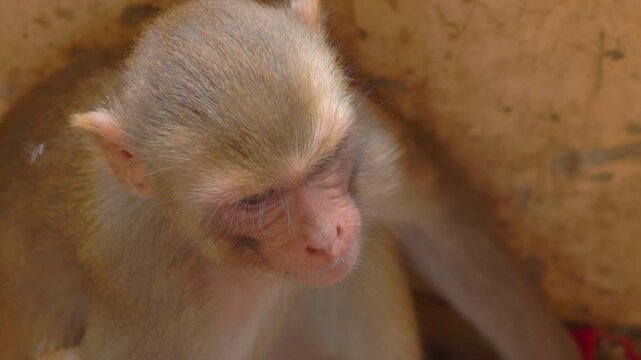 Close-up of a rhesus macaque looking up at Galta Ji Temple in Jaipur, India.