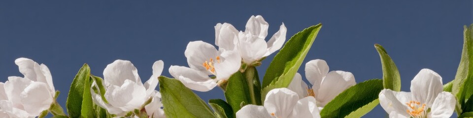 Obraz premium Cherry blossoms in full bloom against a clear blue sky for spring travel promotion and seasonal landscape advertising with botanical details and copy space background
