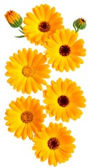 Group of vibrant yellow calendula flowers and buds on white background, showcasing intricate petal details