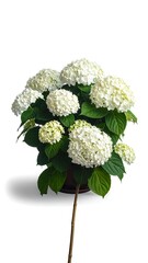 Hydrangea macrophylla 'Annabelle' plant with huge white blossoms and vibrant leaves. Pot-bound on a white background