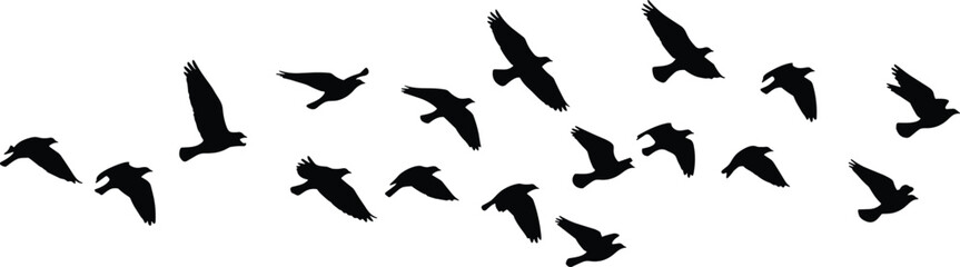 Flock of flying bird silhouettes isolated on white background vector illustration set for wildlife and nature design projects
