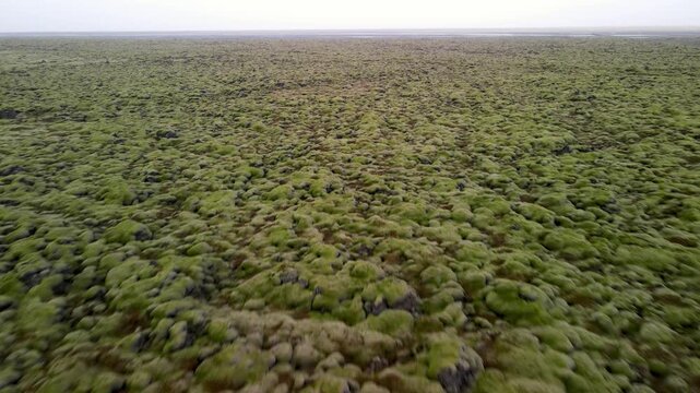 Endless green volcanic landscape of iceland with lumpy moss covering ancient lava fields in Iceland