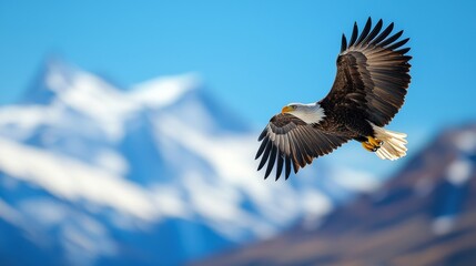 Fototapeta premium Wing A majestic eagle soaring high above the mountains with its wings fully extended.