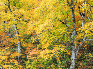 黄葉のブナ林