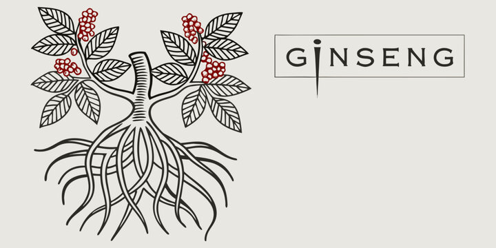 Detailed botanical illustration of ginseng plant with roots and red berries