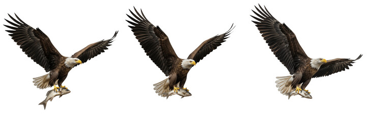 Obraz premium Bald eagle flying isolated on white background carrying fish prey