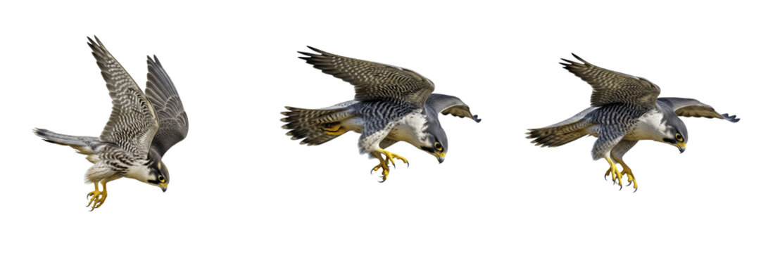 Peregrine falcon diving and soaring isolated on white background, bird of prey hunting set