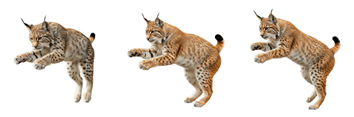Eurasian lynx jumping isolated on white background, wild cat pouncing set © Ibrar
