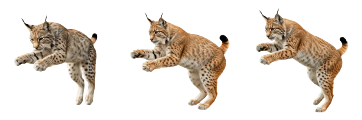 Fototapeten Luchs Eurasian lynx jumping isolated on white background, wild cat pouncing set  © Ibrar