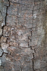 Cracked tree bark with rough texture and pink surface markings, possibly lichens or fungi.