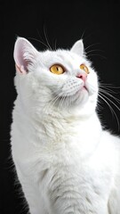 Portrait of a pristine white feline, gazing upwards