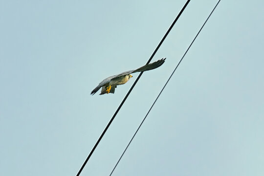 Peregrine Falcon