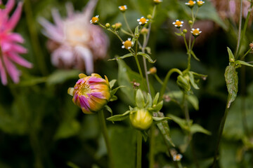Fototapeta premium Half-opened dahlia bud with pink-yellow petals, macro photo of flower in the garden