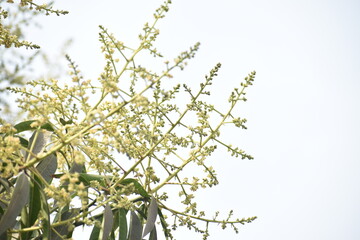 A close-up of a Mango tree inflorescence (Mangifera indica) featuring clusters of tiny, pale-yellow flowers and dusty green leaves against a soft urban background.