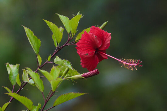 Hibiscus is a tropical ornamental plant with the scientific name Hibiscus rosa-sinensis L. from the Malvaceae family, originating from East Asia, and also known as kembang sepatu, bunga raya (in Malay