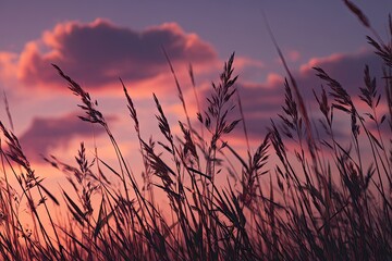 Silhouette of tall grass with sky of vibrant hues during sunset